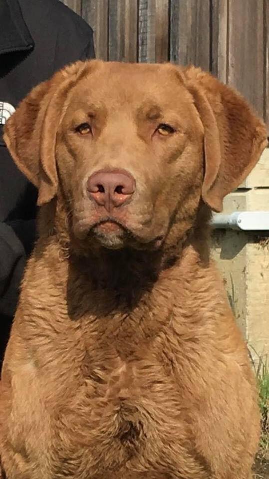 37041493_487268018352932_9218502441589276672_n